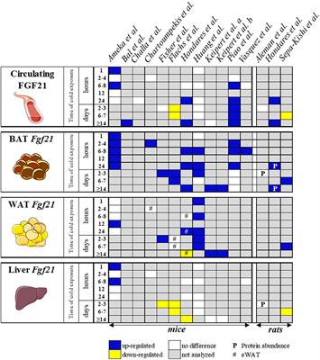 Adapting to the Cold: A Role for Endogenous Fibroblast Growth Factor 21 in Thermoregulation?